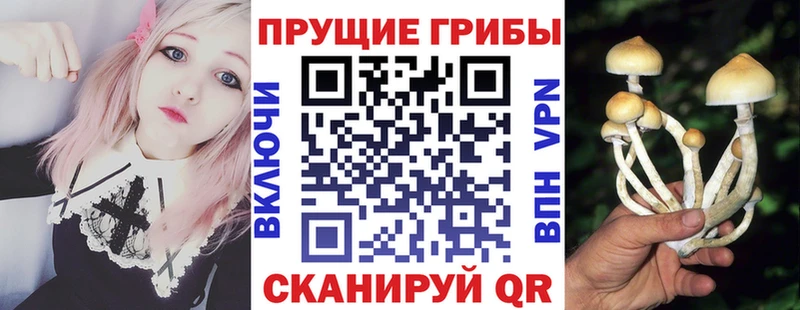 Галлюциногенные грибы GOLDEN TEACHER Владикавказ